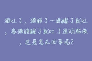 猫吐了，猫睡了一晚醒了就吐，家猫睡醒了就吐了透明粘液，这是怎么回事呢？