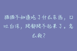 猫猫不知道吃了什么东西，口吐白沫，爬都爬不起来了。怎么救？