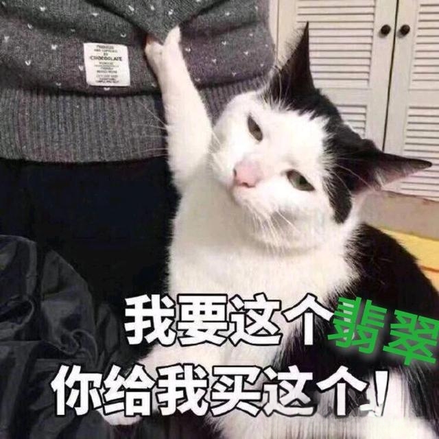 如果有一天你变成了一只猫，你会怎么做？