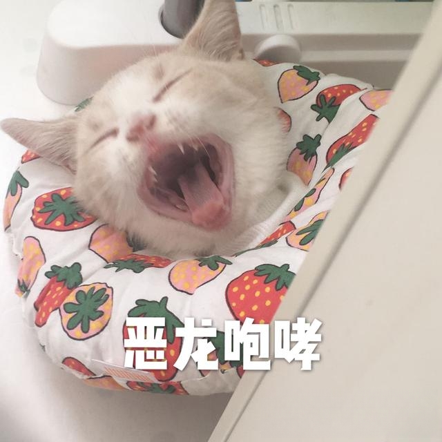 猫忌讳吃什么？