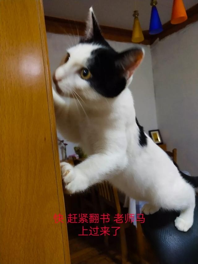 猫为什么不用带出去遛？