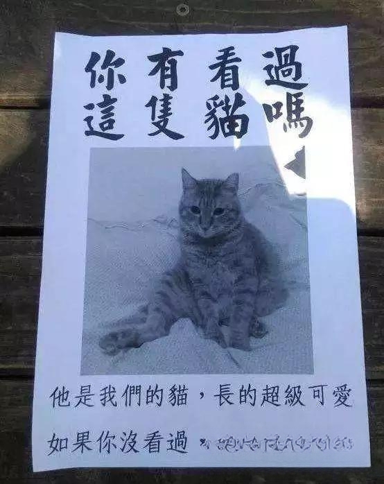 猫咪跑丢了会自己回家吗？