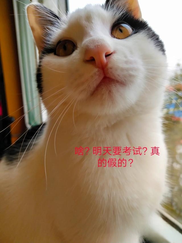 猫为什么不用带出去遛？