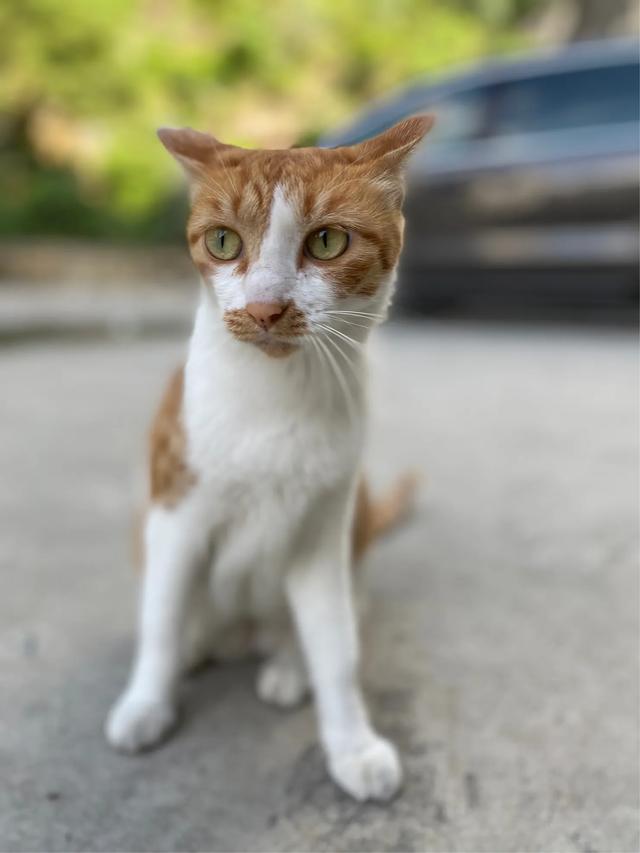 不认识的猫来叫门怎么办？