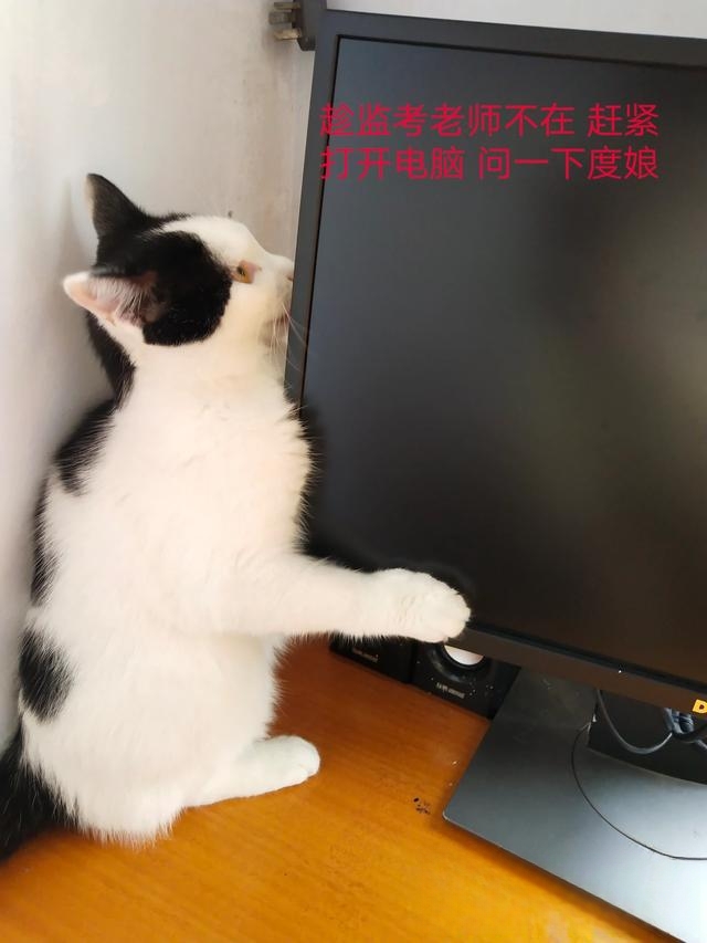 猫为什么不用带出去遛？