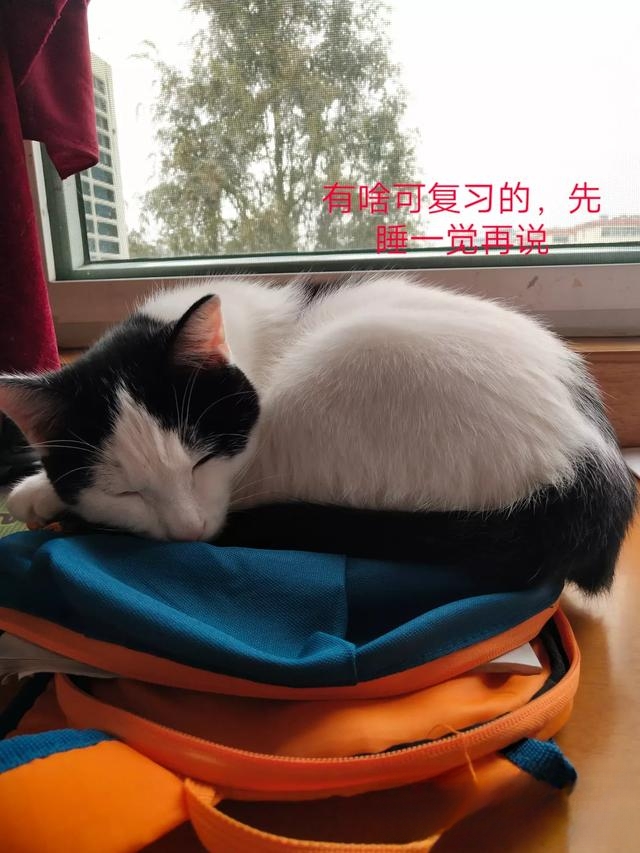 猫为什么不用带出去遛？