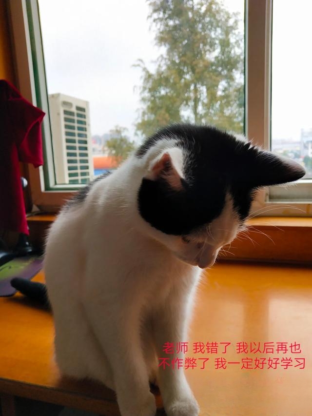 猫为什么不用带出去遛？