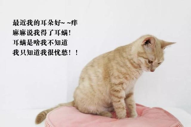 猫耳朵臭但不脏，猫咪耳朵臭味是怎么回事？