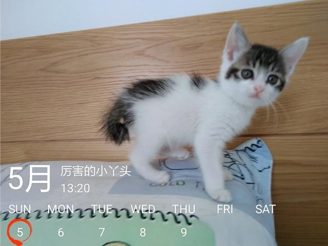 小猫总是一吃完饭就流眼泪怎么办？