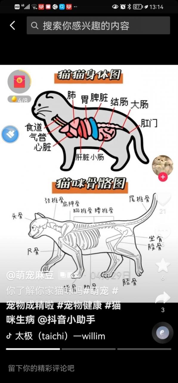 猫的内脏结构图高清？