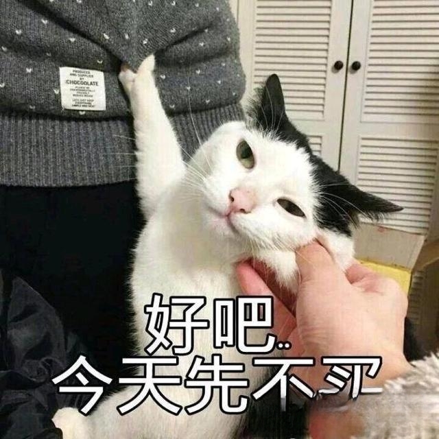 如果有一天你变成了一只猫，你会怎么做？