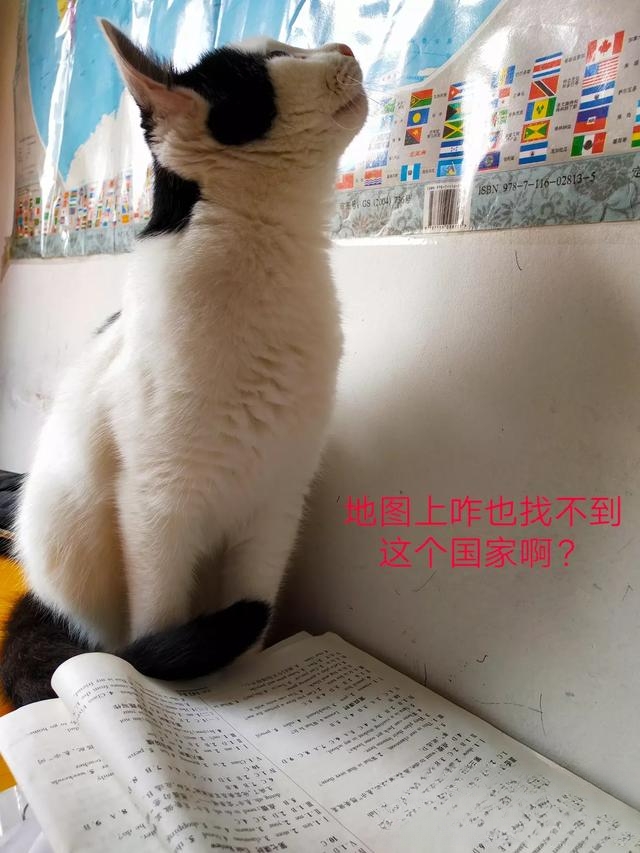 猫为什么不用带出去遛？