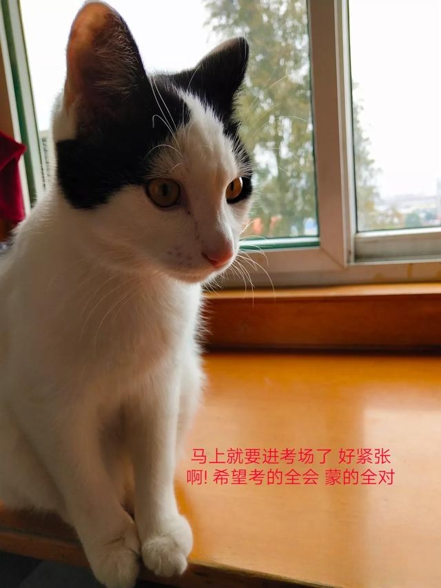 猫为什么不用带出去遛？