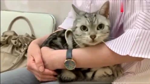 母猫闹猫都有什么表现？