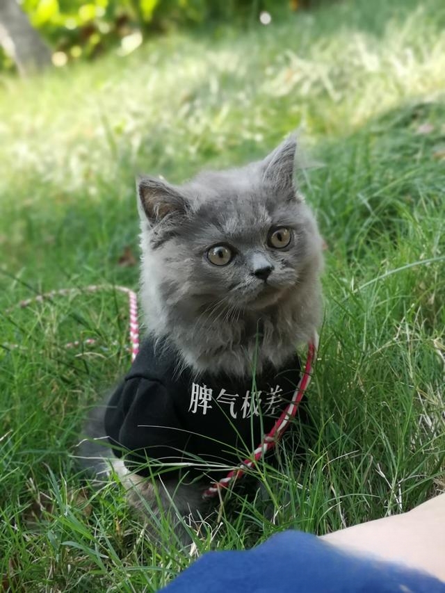 猫怎么那么喜欢让人抱着，且抚摸时它还发出呼噜咕咕的声音？