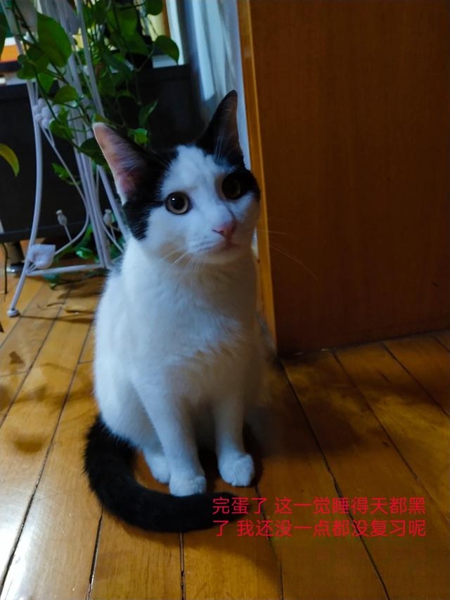 猫为什么不用带出去遛？