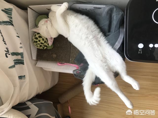 猫咪总是流眼泪怎么办？