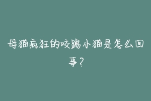 母猫疯狂的咬踢小猫是怎么回事？