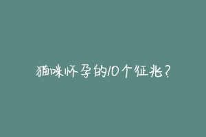 猫咪怀孕的10个征兆？