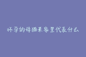 怀孕的母猫来家里代表什么