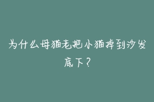 为什么母猫老把小猫掉到沙发底下？