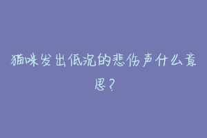 猫咪发出低沉的悲伤声什么意思？