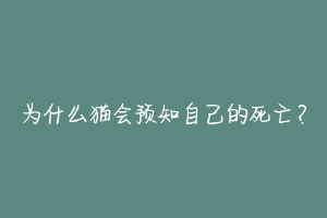 为什么猫会预知自己的死亡？