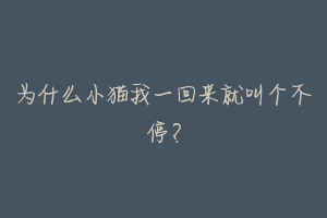 为什么小猫我一回来就叫个不停？