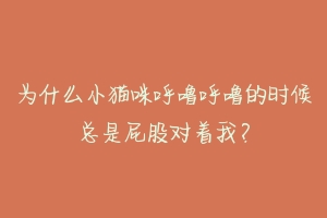 为什么小猫咪呼噜呼噜的时候总是屁股对着我？