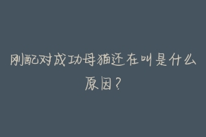 刚配对成功母猫还在叫是什么原因？