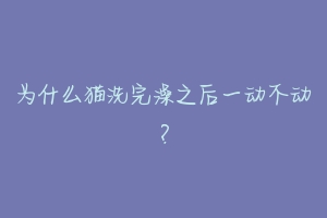 为什么猫洗完澡之后一动不动？