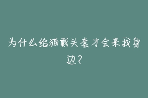 为什么给猫戴头套才会来我身边？