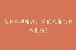 为什么猫瞪我，你们能看出什么表情？