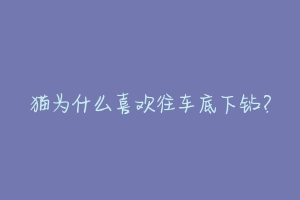 猫为什么喜欢往车底下钻？