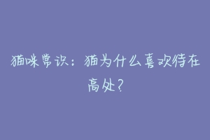 猫咪常识：猫为什么喜欢待在高处？