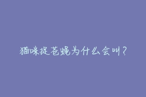 猫咪捉苍蝇为什么会叫？