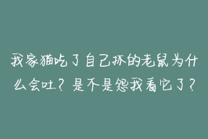 我家猫吃了自己抓的老鼠为什么会吐？是不是怨我看它了？