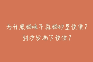 为什麽猫咪不再猫砂里便便？到沙发地下便便？