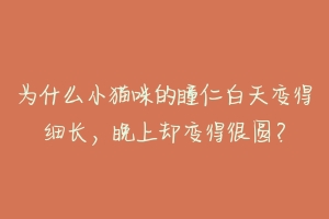 为什么小猫咪的瞳仁白天变得细长，晚上却变得很圆？