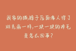 我家的猫,脖子后面像人得了斑秃病一样,一块一块的掉毛是怎么回事？