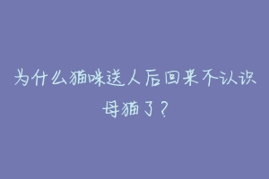 为什么猫咪送人后回来不认识母猫了？