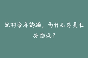 农村家养的猫，为什么总是在外面玩？