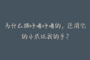 为什么猫呼噜呼噜的，还用它的小爪玩我的手？