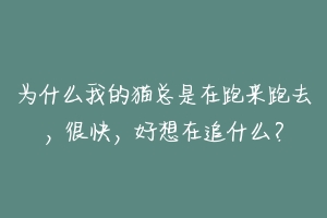 为什么我的猫总是在跑来跑去，很快，好想在追什么？