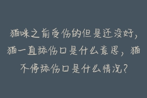 猫咪之前受伤的但是还没好，猫一直舔伤口是什么意思，猫不停舔伤口是什么情况？