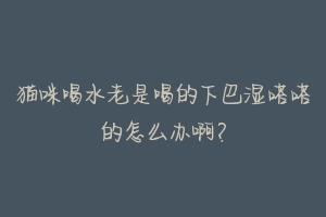 猫咪喝水老是喝的下巴湿嗒嗒的怎么办啊？