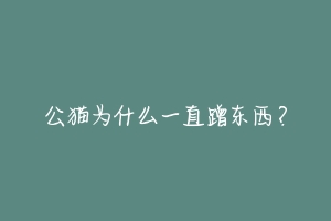 公猫为什么一直蹭东西？