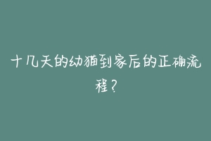 十几天的幼猫到家后的正确流程？