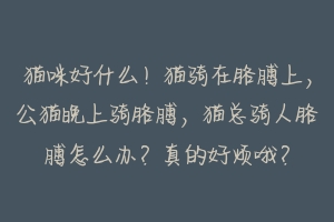 猫咪好什么！猫骑在胳膊上，公猫晚上骑胳膊，猫总骑人胳膊怎么办？真的好烦哦？