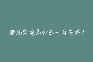 猫洗完澡为什么一直在抖？